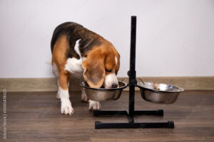 best elevated dog bowls