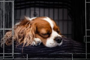 best dog crates for anxious dogs