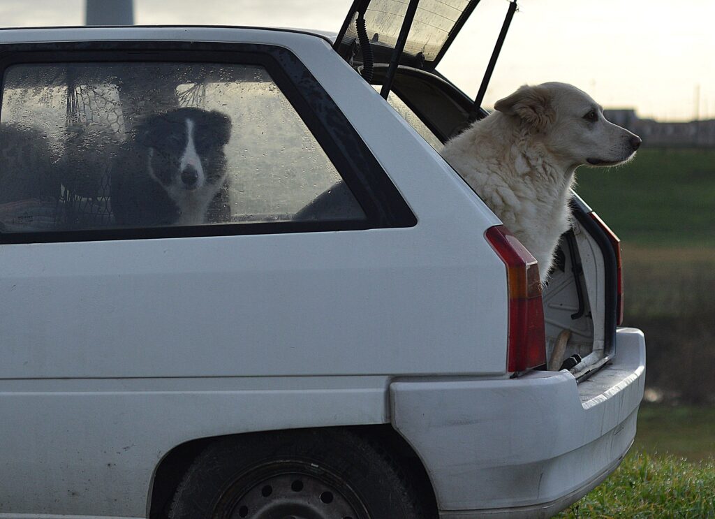 large dog hesitating at the back of a tall SUV