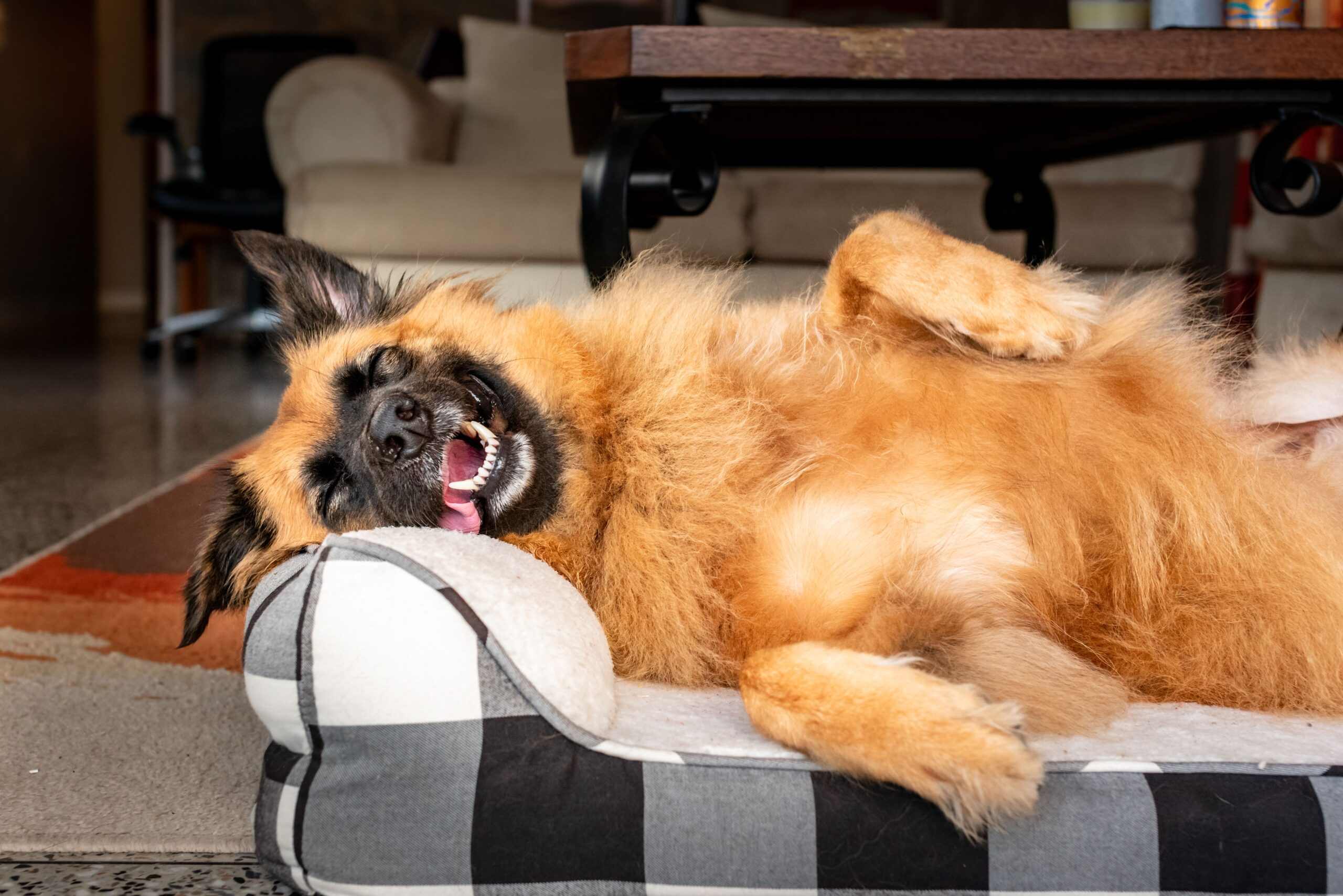 Best Dog Beds for Large Breeds