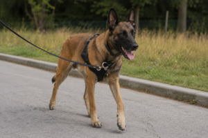 best no pull dog harnesses
