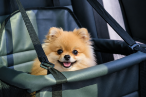 best dog car seats for small dogs