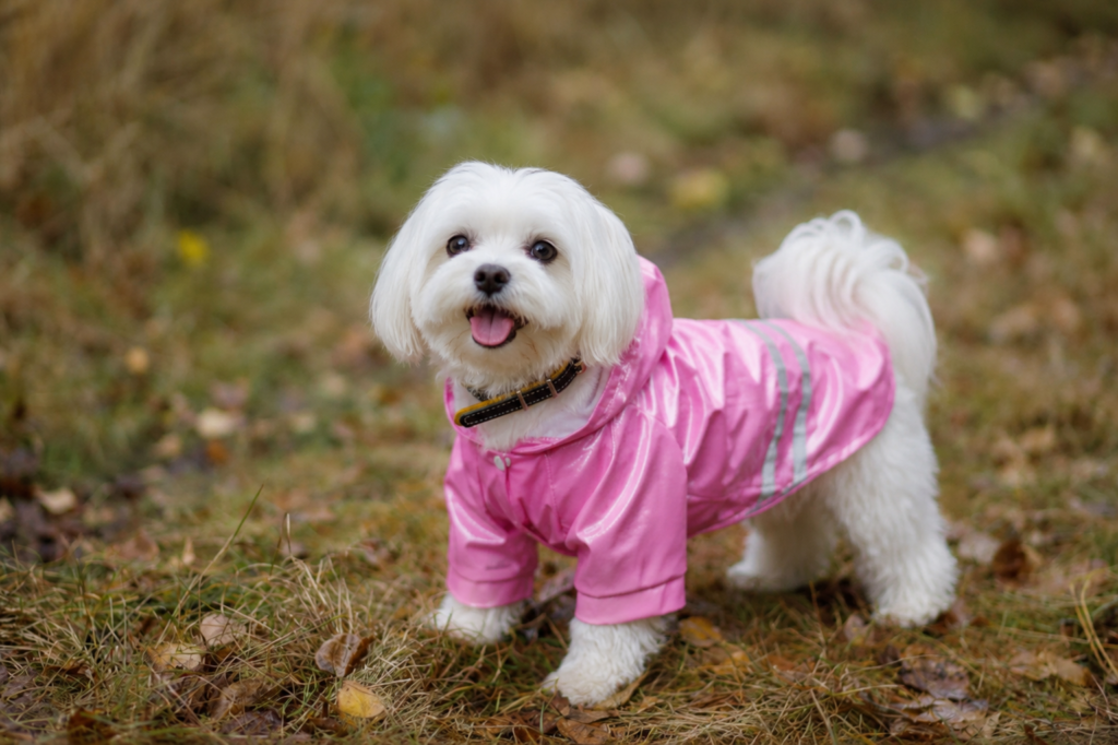 best dog raincoats