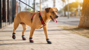 best dog boots for hot pavement