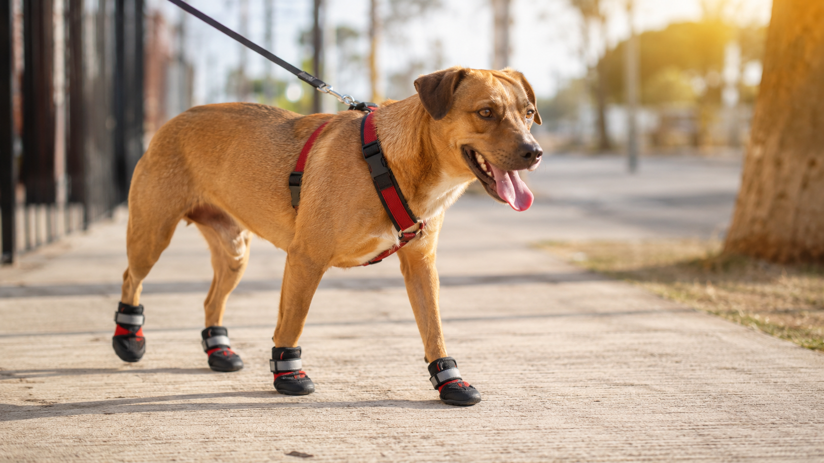 best dog boots for hot pavement