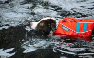 best dog life jackets