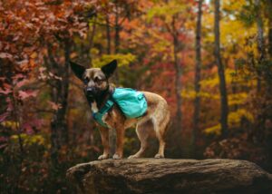 best dog backpacks for hiking