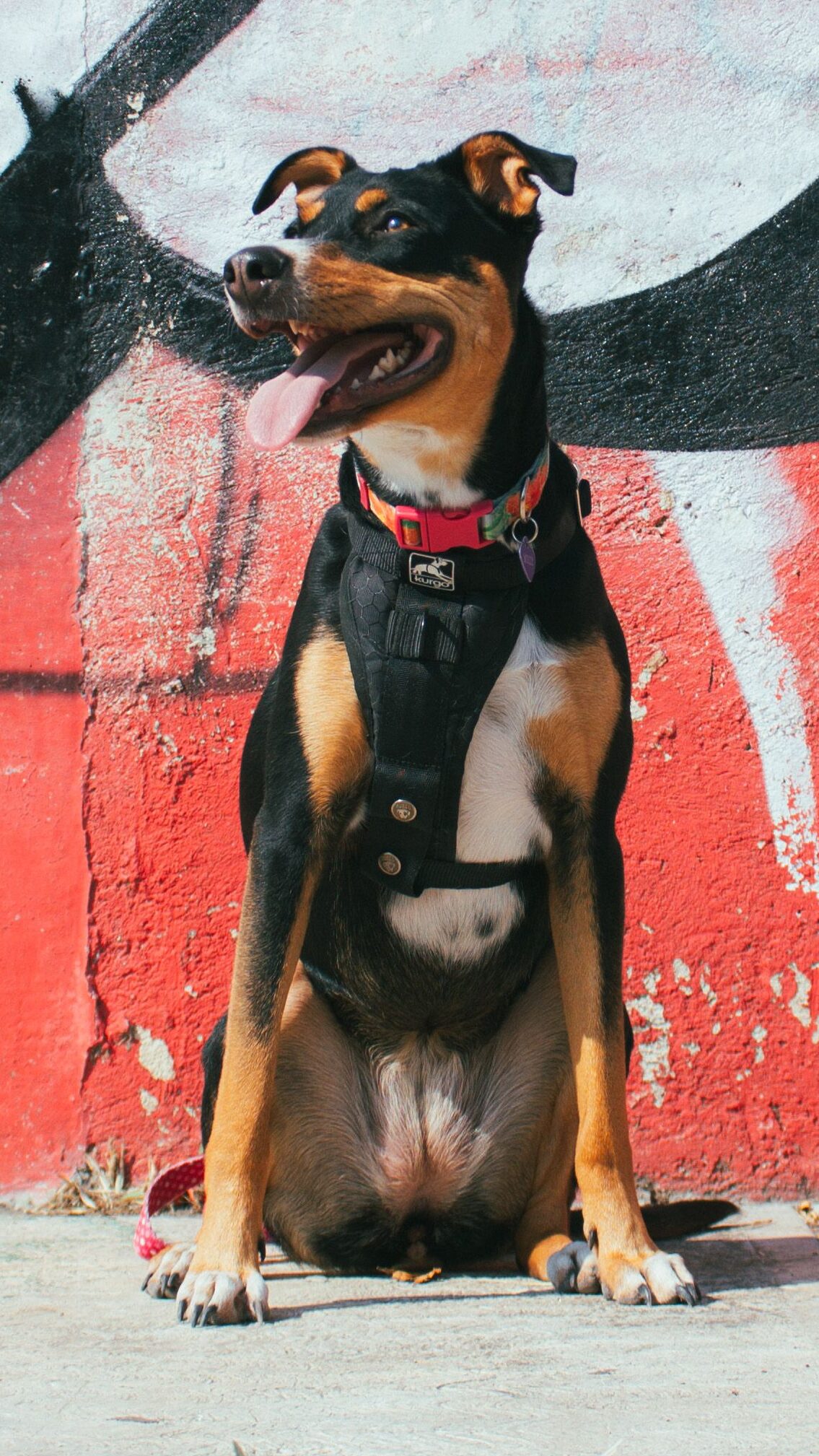 best no pull dog harnesses