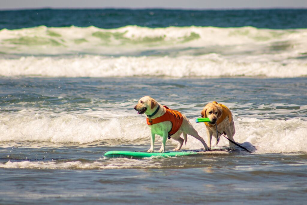 best dog life jackets