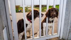 5 Best Dog Gates for Stairs, From Budget to Heavy-Duty