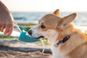 best dog water bottles for walks