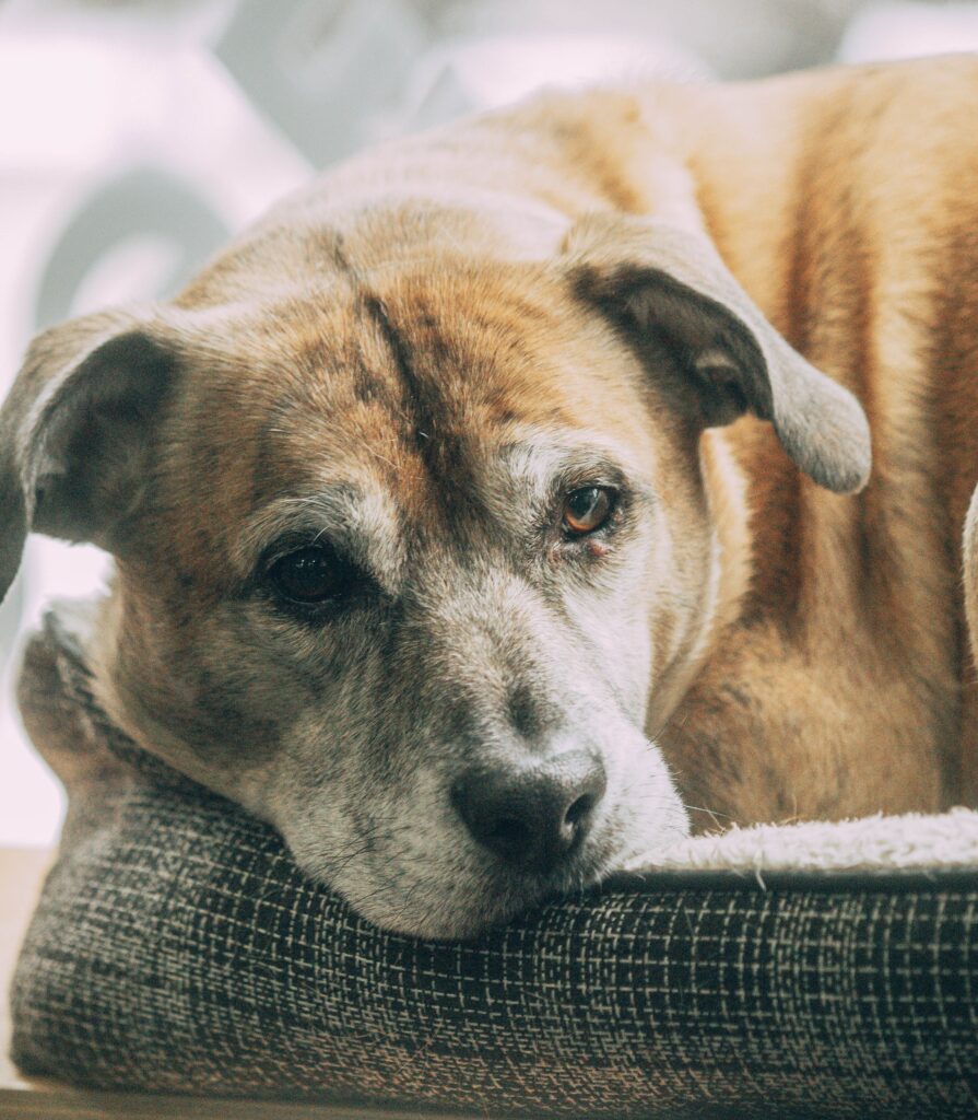 best heated dog beds for winter