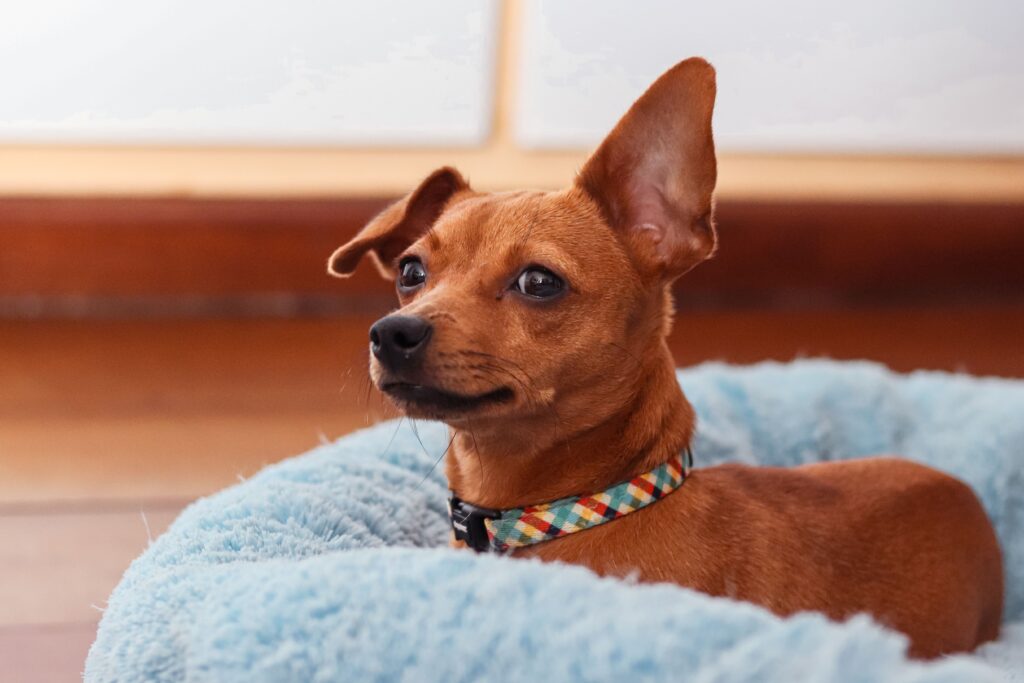 best dog collars for small dogs