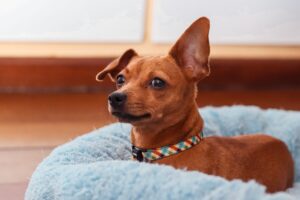 best dog collars for small dogs