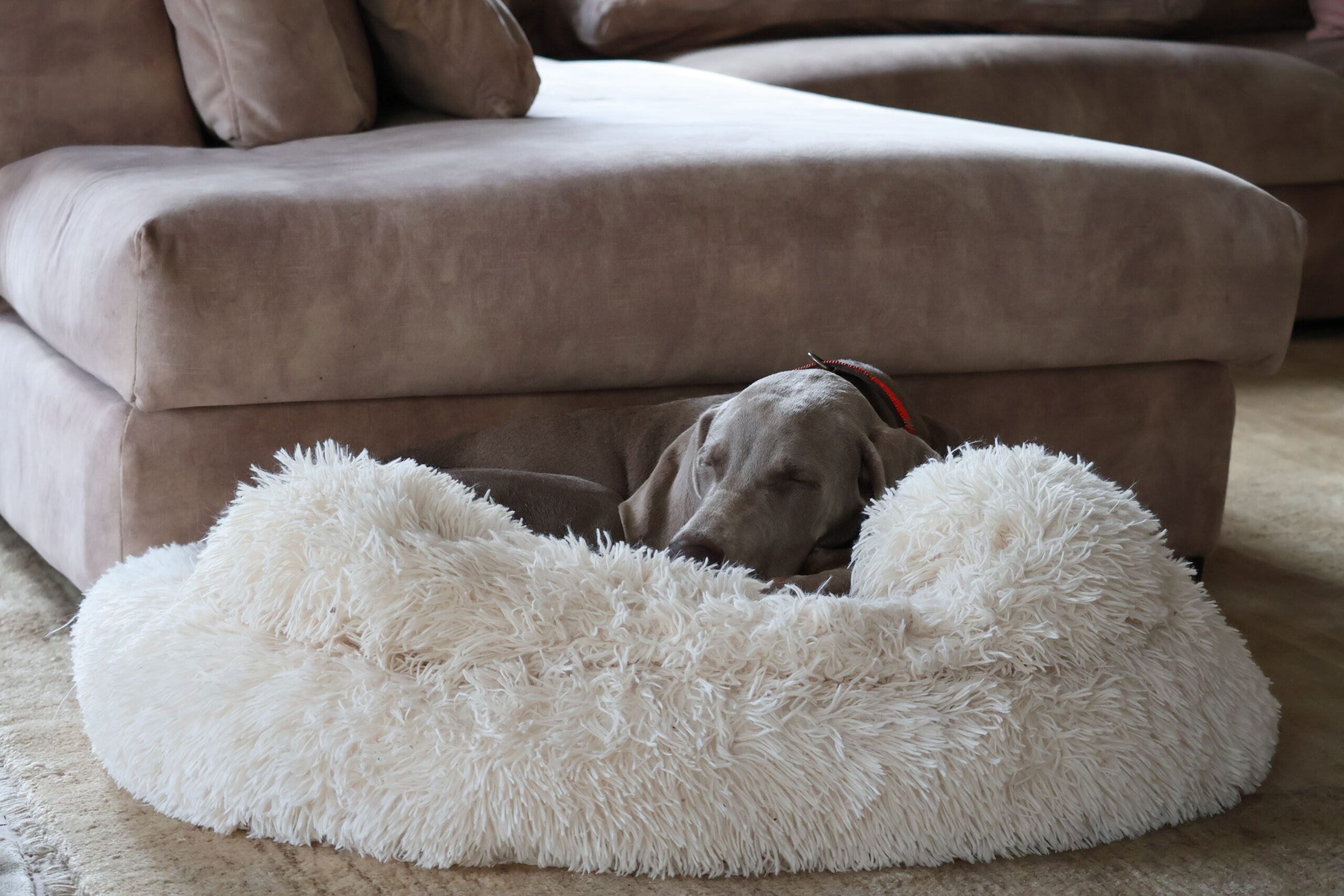 best dog beds under $50