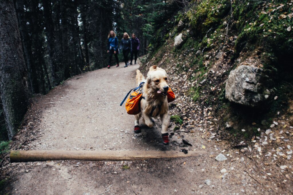 best dog backpacks for hiking