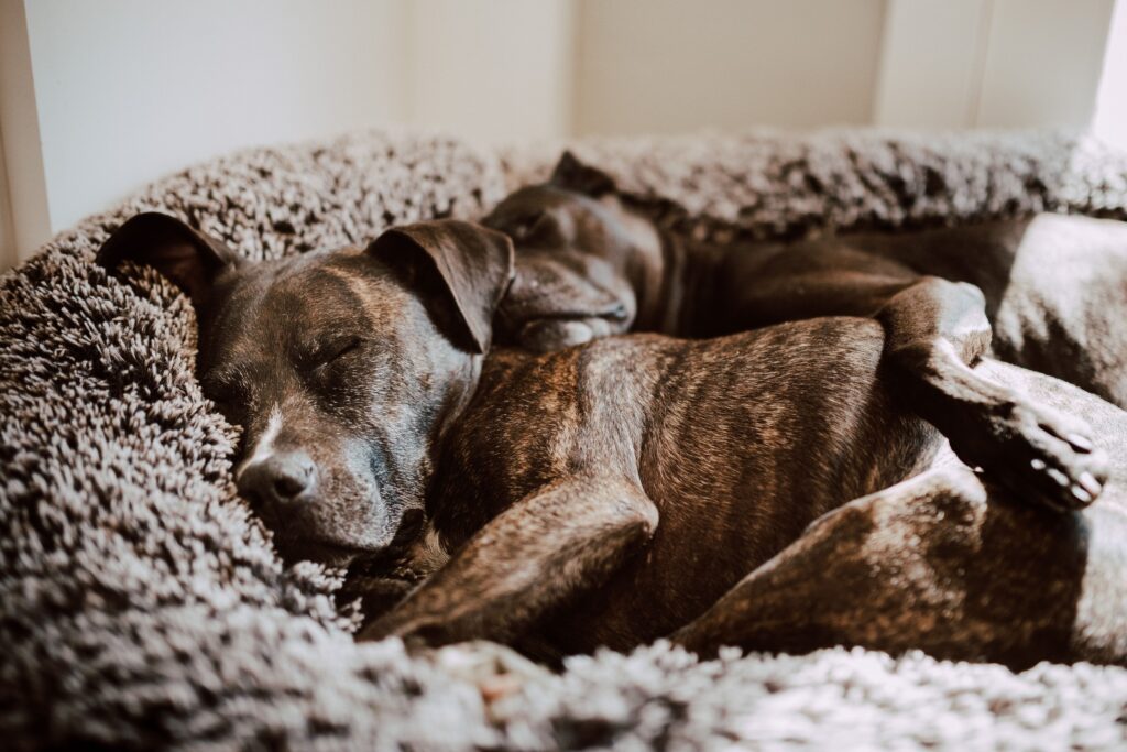 best heated dog beds for winter