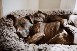 best heated dog beds for winter