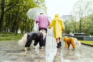 best dog raincoats