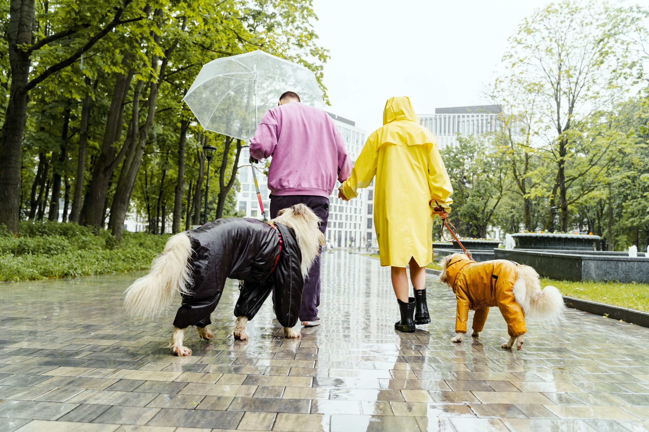 best dog raincoats