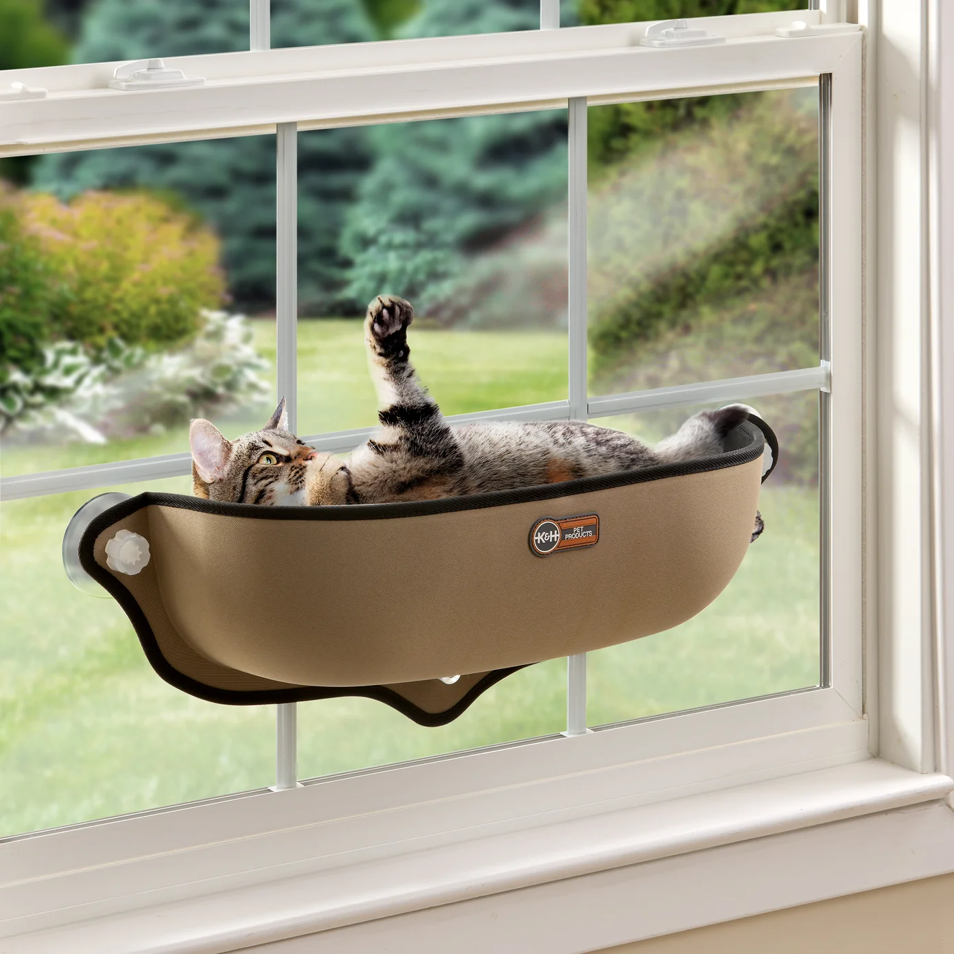 best window perches for cats