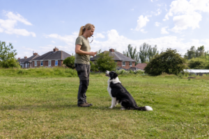 best dog whistles for training