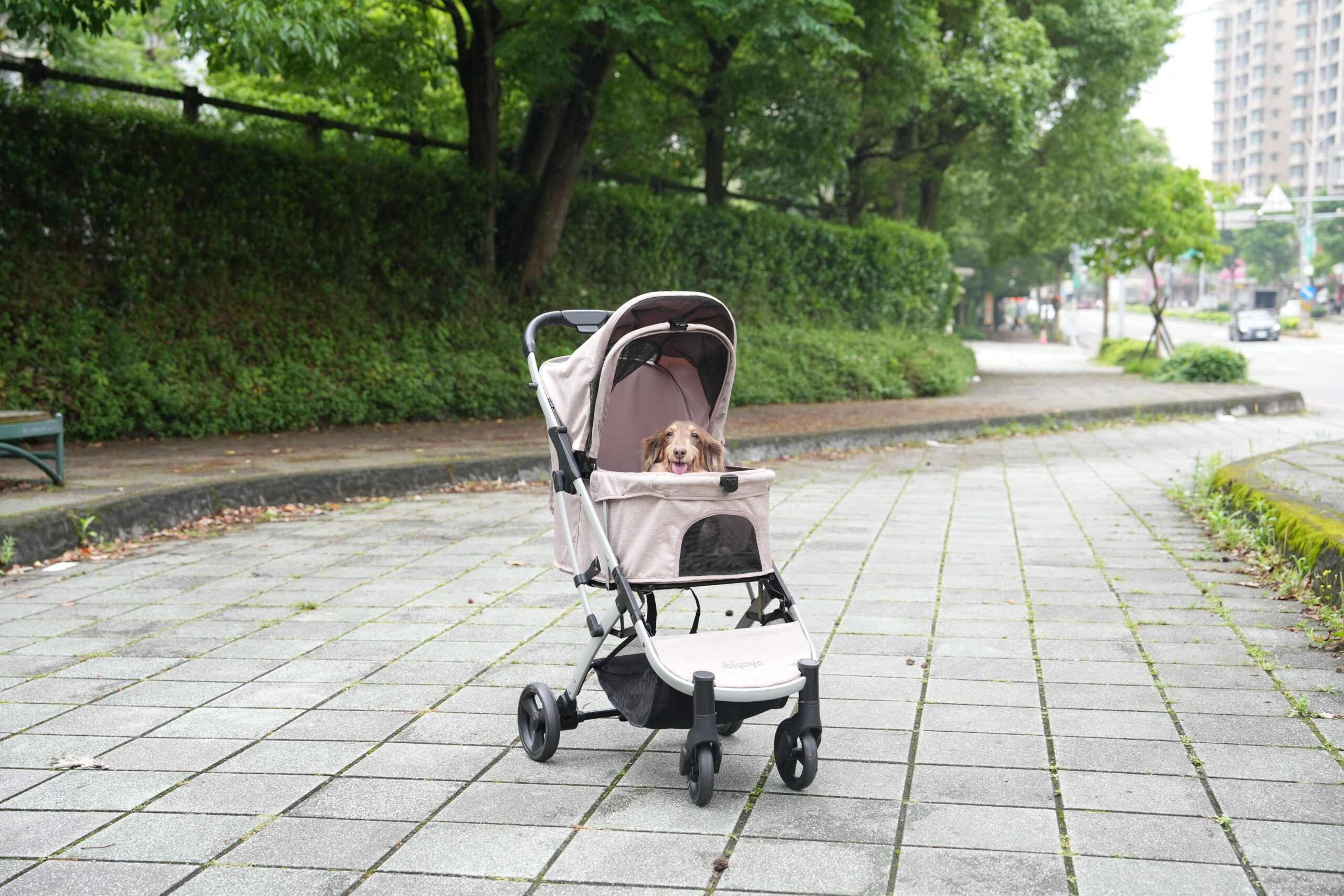 best dog strollers for small dogs