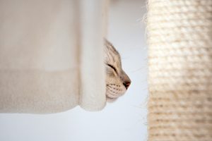 best cat scratching posts for apartments