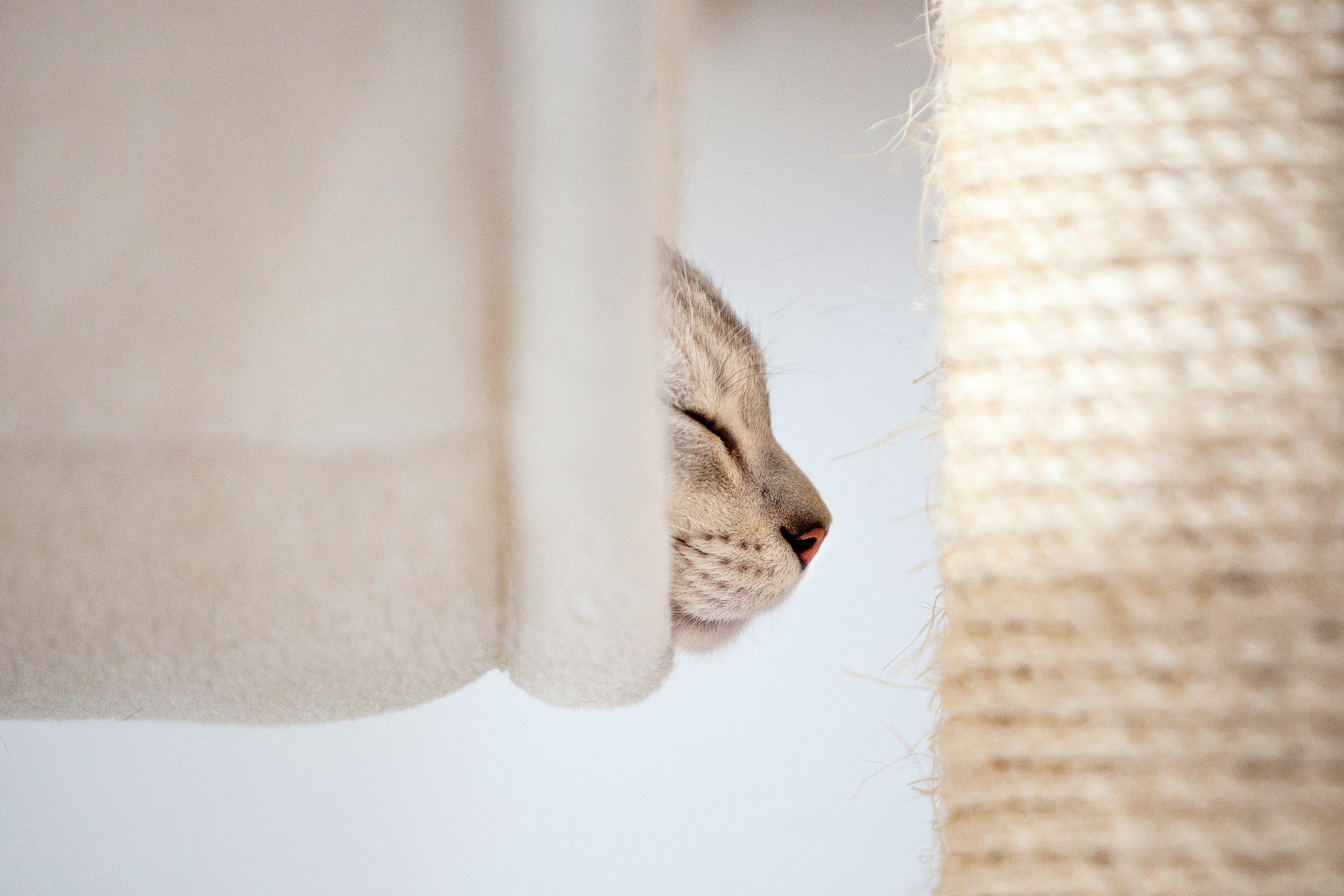 best cat scratching posts for apartments