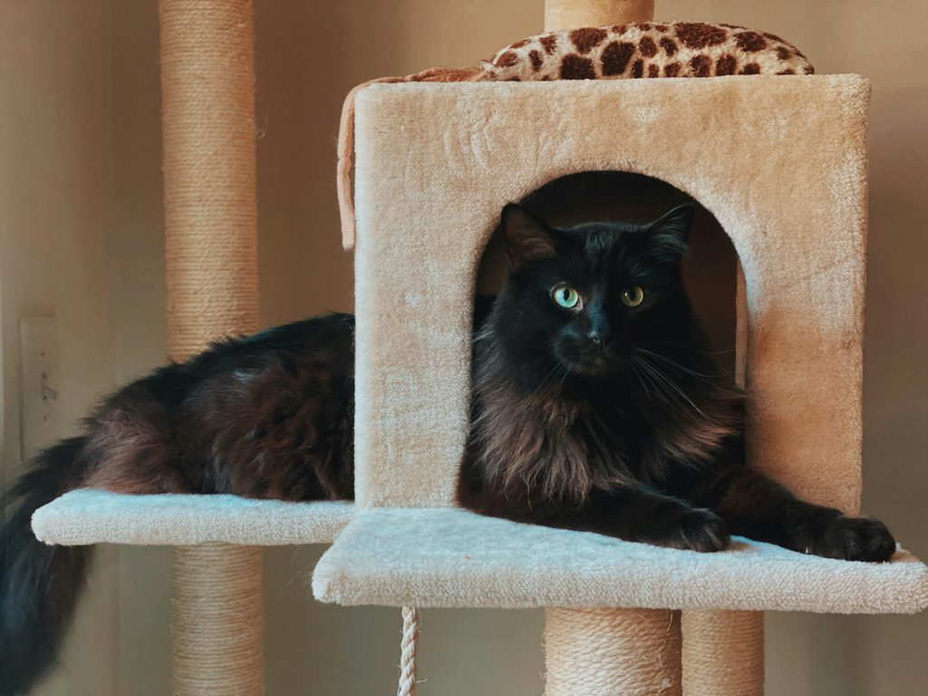 best cat trees for large cats