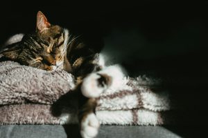 best cat beds for older cats