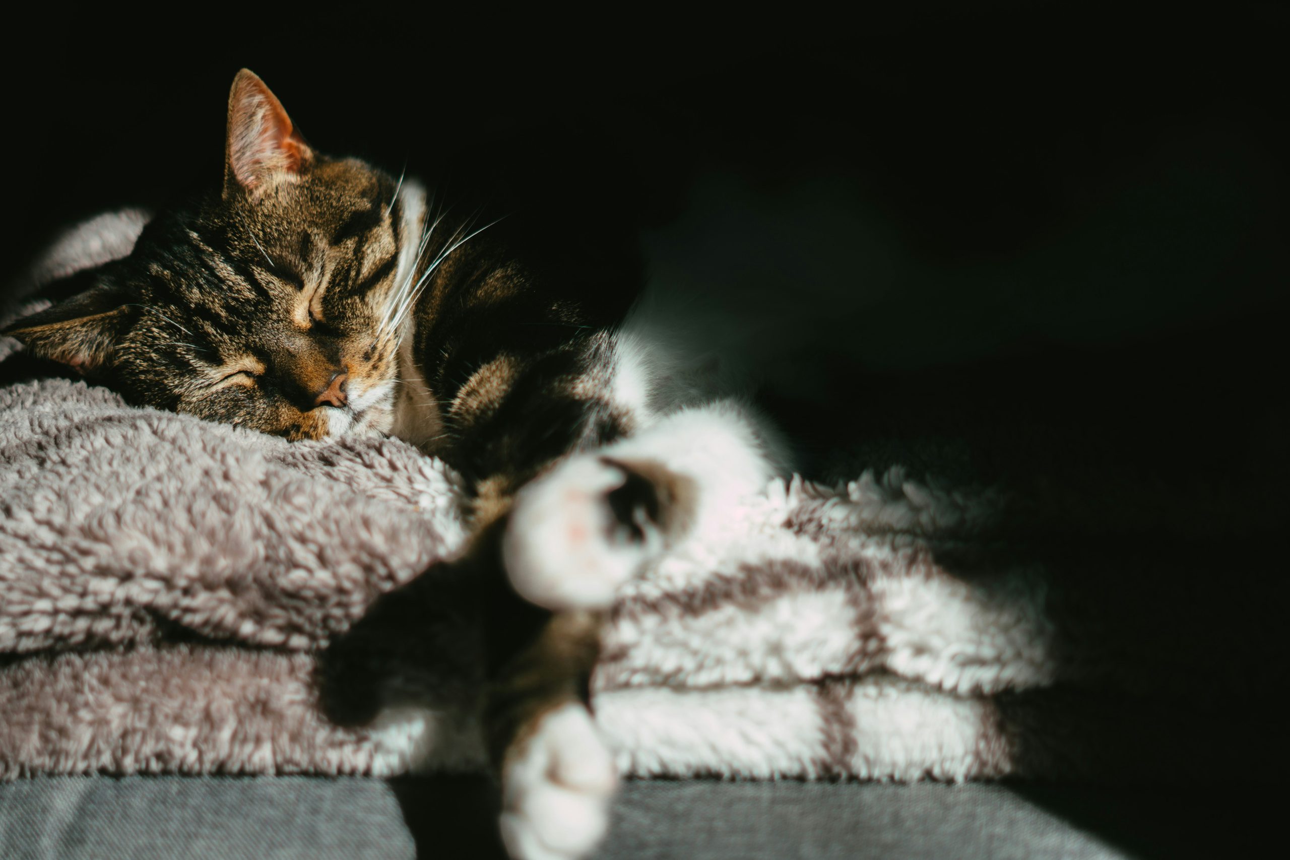 best cat beds for older cats