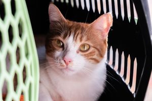 best cat carriers for car travel