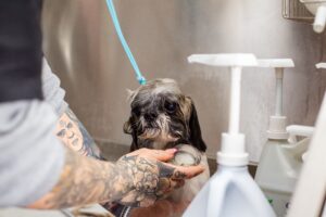 best dog shampoo for sensitive skin