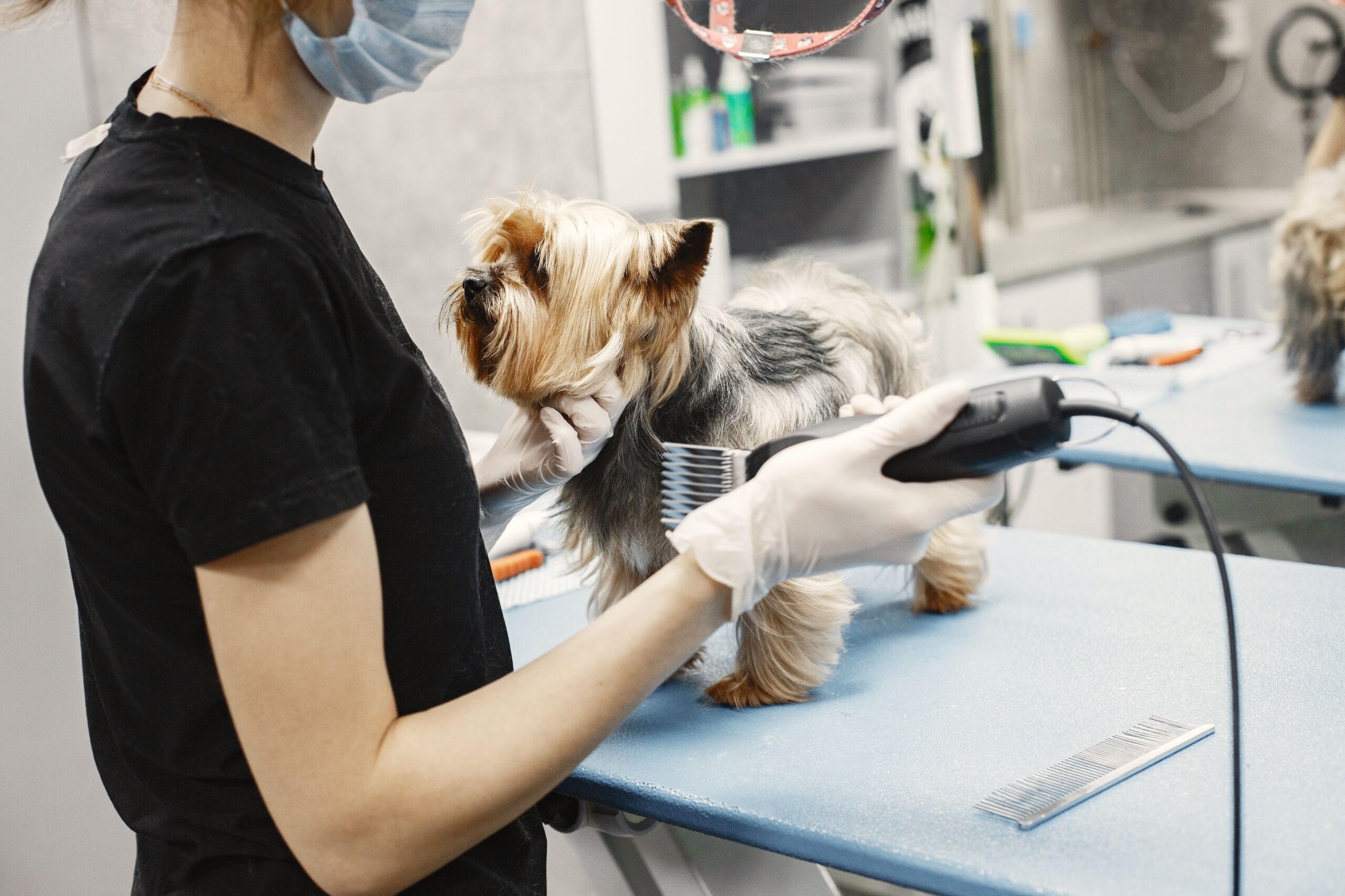 best dog clippers for thick coats