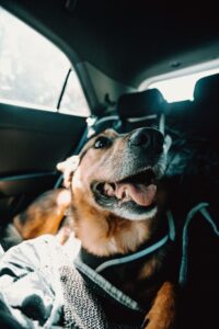 best dog seat belts