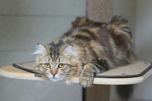 best cat trees for large cats