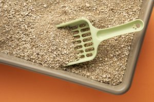 best cat litter for odor control