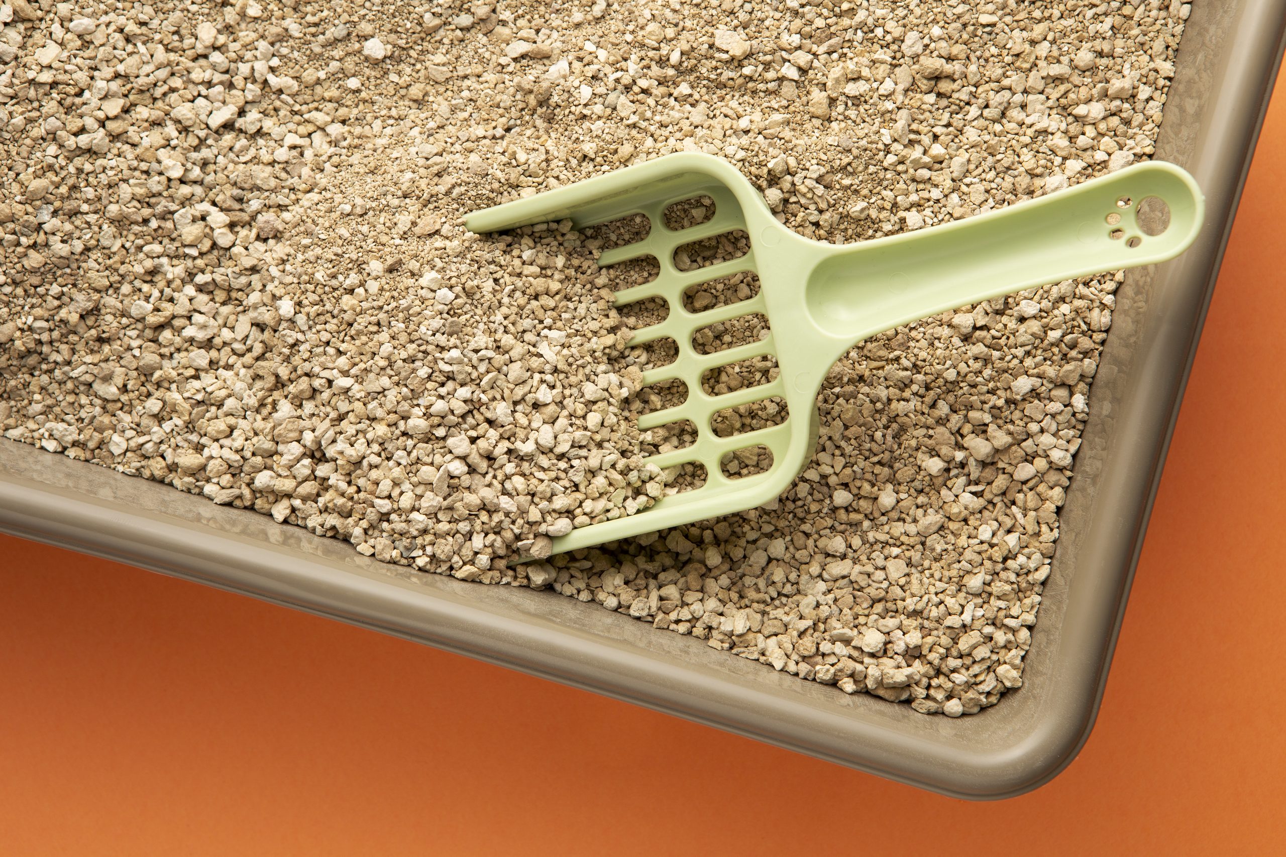 best cat litter for odor control